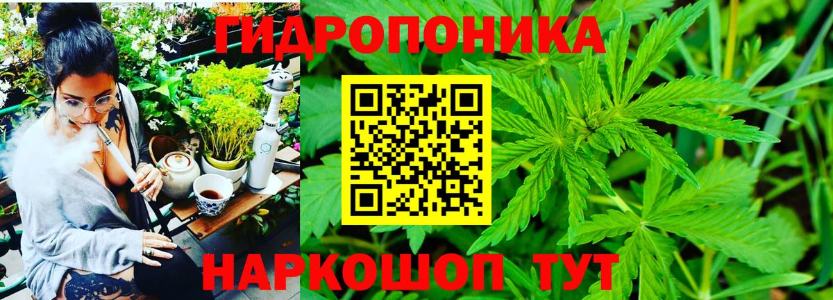 Каннабис сатива Касимов